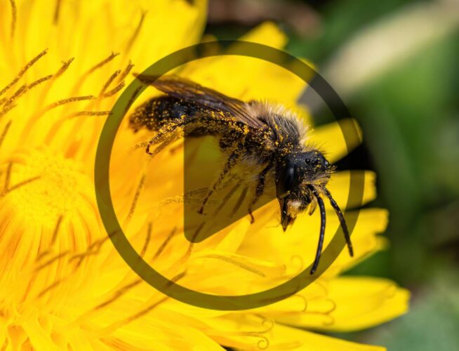 Hosting Solitary Bees